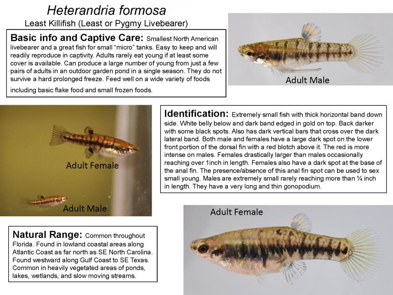 Hererandria formosa - Least Killifish