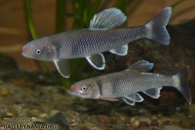 Cyprinella galactura two males in aquarium by BZ