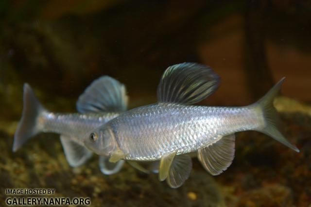 Cyprinella whipplei male front C. galactura male back3 in aquarium by BZ