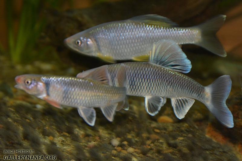 Cyprinella galactura two males front C. whipplei male back in aquarium by BZ
