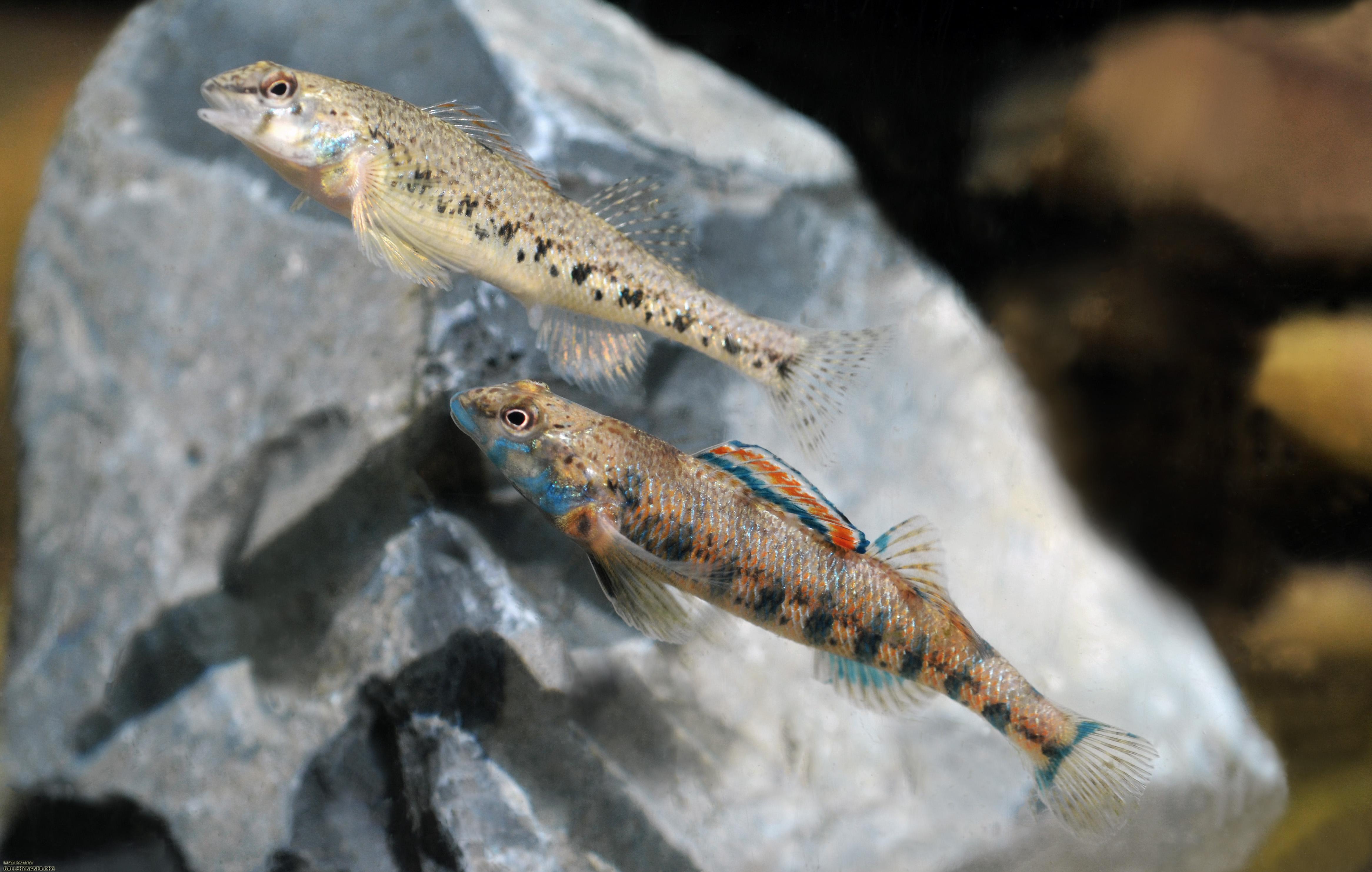 female and male mated pair of speckled darters