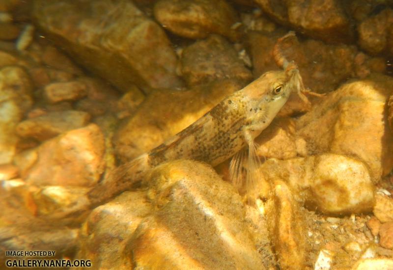 Tahlequah Darter Eats Crayfish
