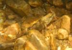 Tahlequah Darter Eats Crayfish