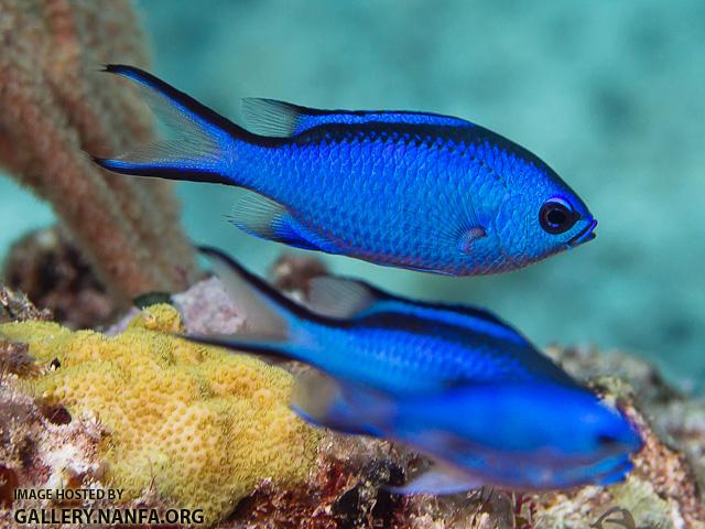 bluechromis1