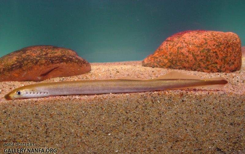 American brook lamprey1a