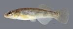 Fundulus catenatus Northern Studfish ws