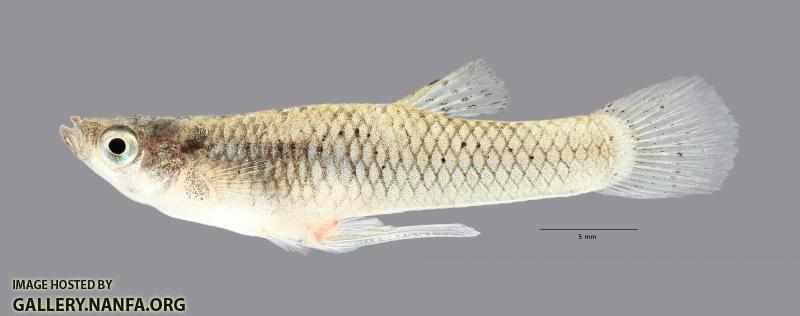 Gambusia affinis Western Mosquitofish 2528ws