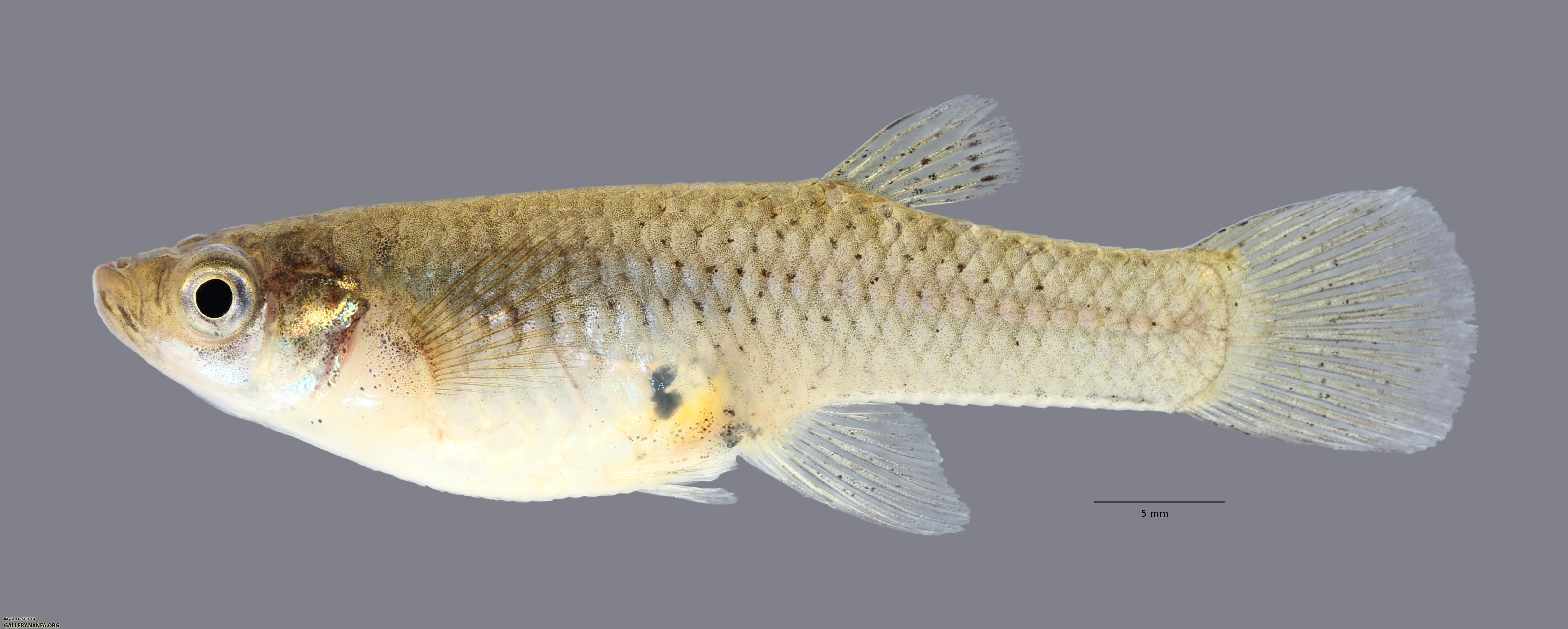 Gambusia affinis Western Mosquitofish 2485ws