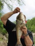 Silver Carp that hit a spinner