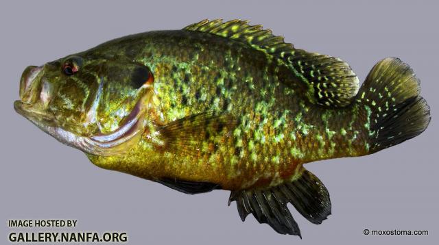 Warmouth Sunfish (Lepomis gulosus)