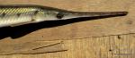 Longnose Gar (Lepisosteus osseus), Cassville, WI (6/2012)