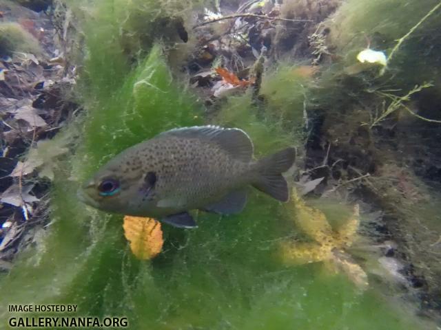 Spotted Sunfish 2