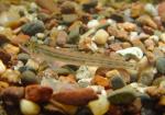 Western Sand Darter - Ammocrypta clara