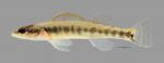 Percina phoxocephala Slenderhead Darter024WS