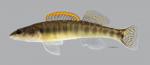 Percina phoxocephala Slenderhead Darter610WS