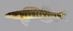 Percina phoxocephala Slenderhead Darter692WS