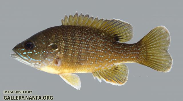 Lepomis cyanellus Green Sunfish484WS