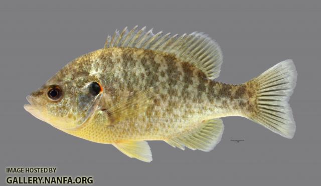 Lepomis microlophus Redear Sunfish107WS