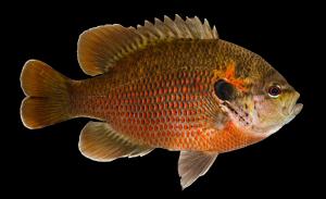Redspotted Sunfish