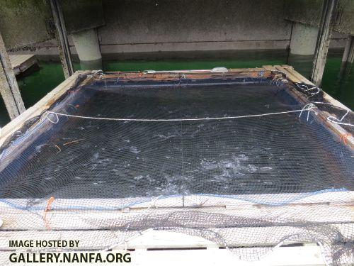 trout cage 7