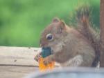 pittsburgh squirrel 1