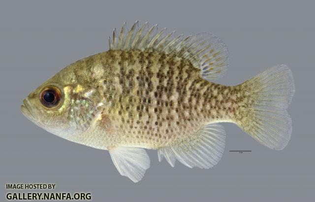 Lepomis symmetricus Bantam Sunfish1353ws