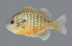Lepomis marginatus Dollar Sunfish 2861ws