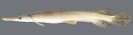 Lepisosteus platostomus Shortnose Gar 5574ws