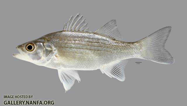 Morone chrysops White Bass 5734ws