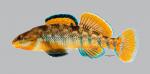 Etheostoma caeruleum Rainbow Darter 45ws