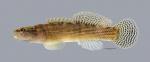 Etheostoma flabellare Fantail Darter 4388ws