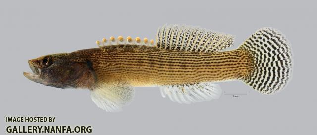 Etheostoma flabellare Fantail Darter 5727ws