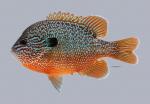 Lepomis megalotis Longear Sunfish 4222ws 