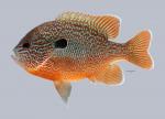 Lepomis megalotis Longear Sunfish 4346ws