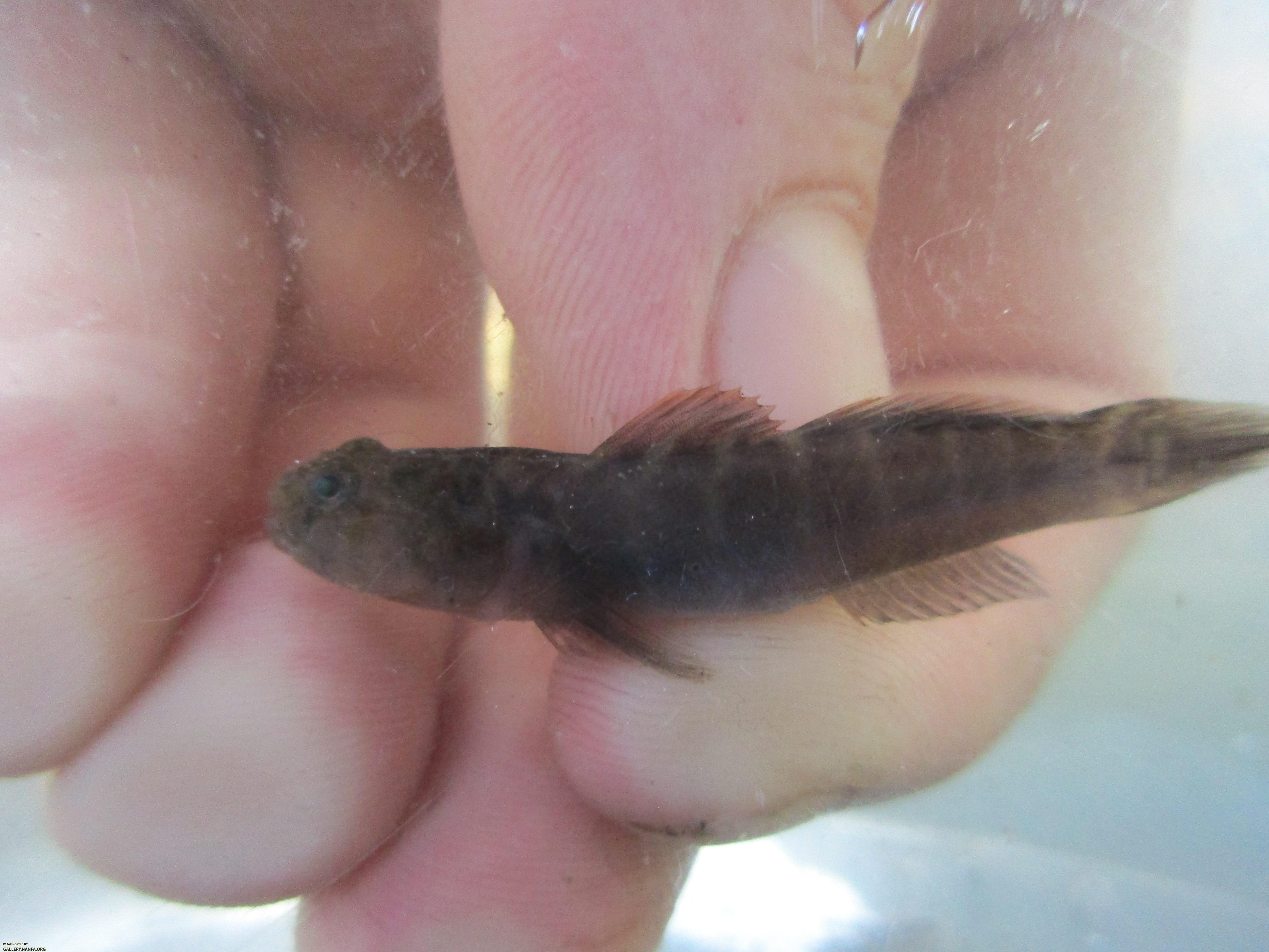 Naked Goby