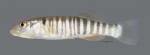 Fundulus zebrinus Plains Killifish 3661ws
