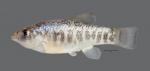 Cyprinodon rubrofluviatilis Red River Pupfish 3930ws