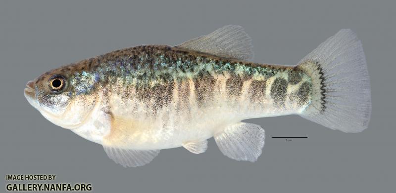 Cyprinodon rubrofluviatilis Red River Pupfish 4414ws