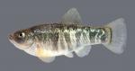 Cyprinodon rubrofluviatilis Red River Pupfish 5022