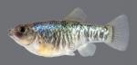Cyprinodon rubrofluviatilis Red River Pupfish 5172