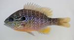 Longear Sunfish