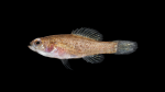 Pygmy Sunfishes - Elassomatidae