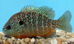Northern Sunfish - Lepomis peltastes