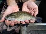 Smallmouth Bass - Micropterus dolomieu
