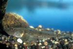 Deepwater Sculpin - Myoxocephalus thomponii