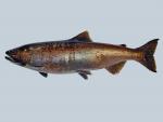Coho Salmon - Oncorhynchus kisutch