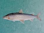 Lake Whitefish - Coregonus clupeaformis