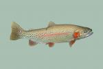 Rainbow Trout (Steelhead) - Oncorhynchus mykiss