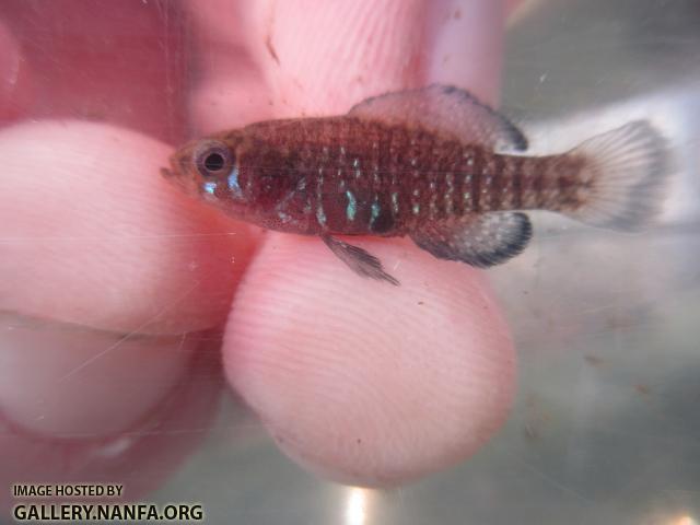 Carolina Pygmy Sunfish