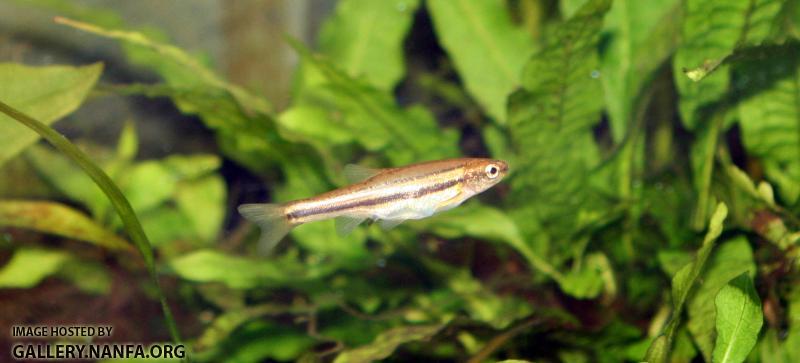 Northern Redbelly Dace